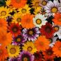 Seminte profesionale Gazania rigens - imagine 48969